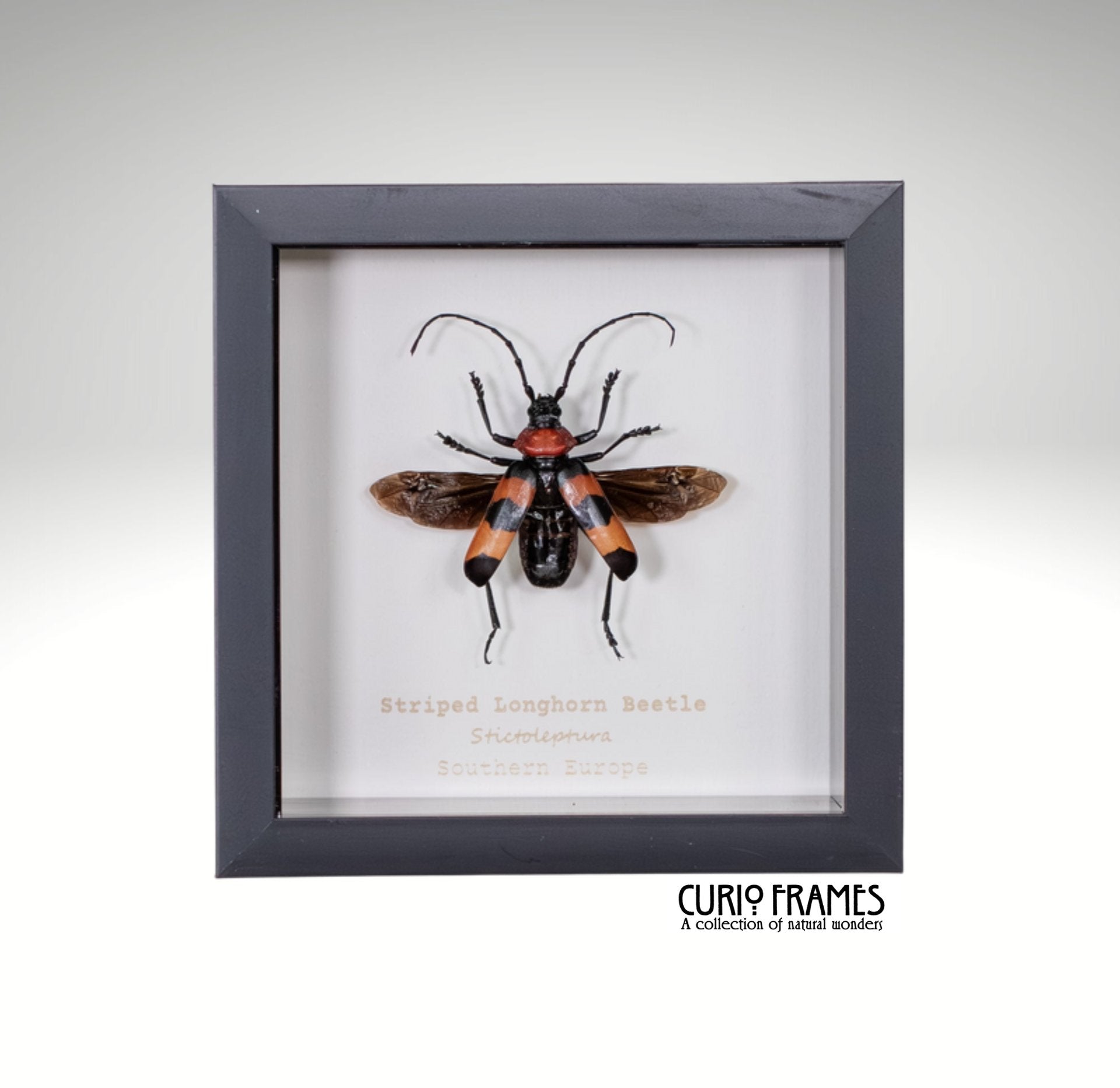 Striped Longhorn Beetle