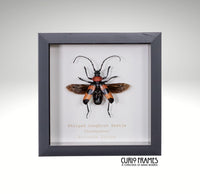Striped Longhorn Beetle