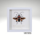 Striped Longhorn Beetle