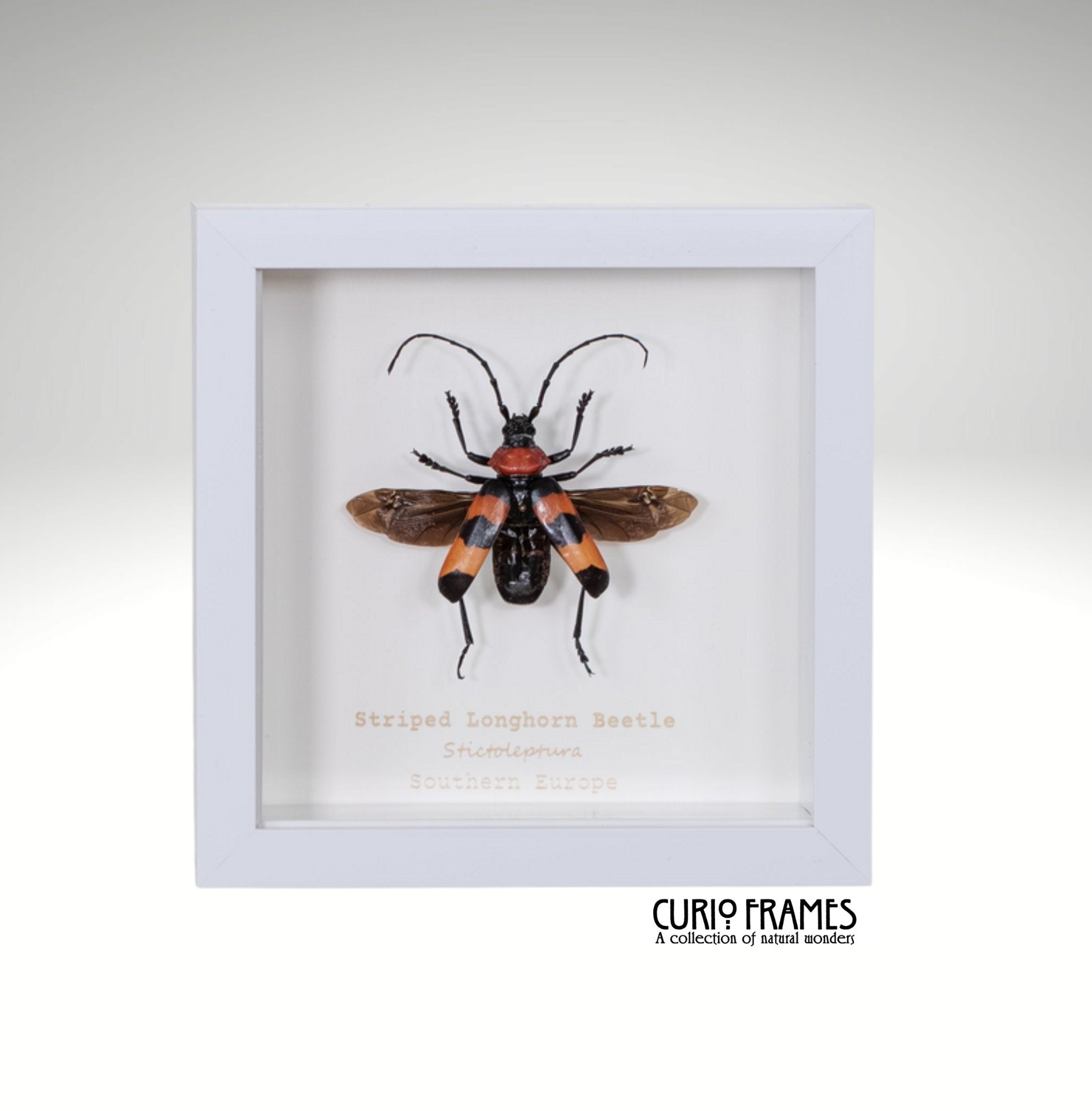 Striped Longhorn Beetle