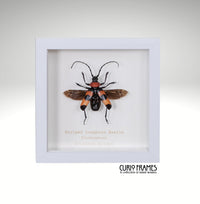 Striped Longhorn Beetle