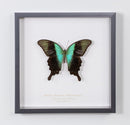 Swift Peacock Swallowtail
