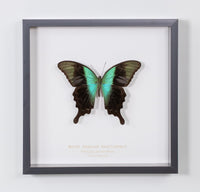 Swift Peacock Swallowtail