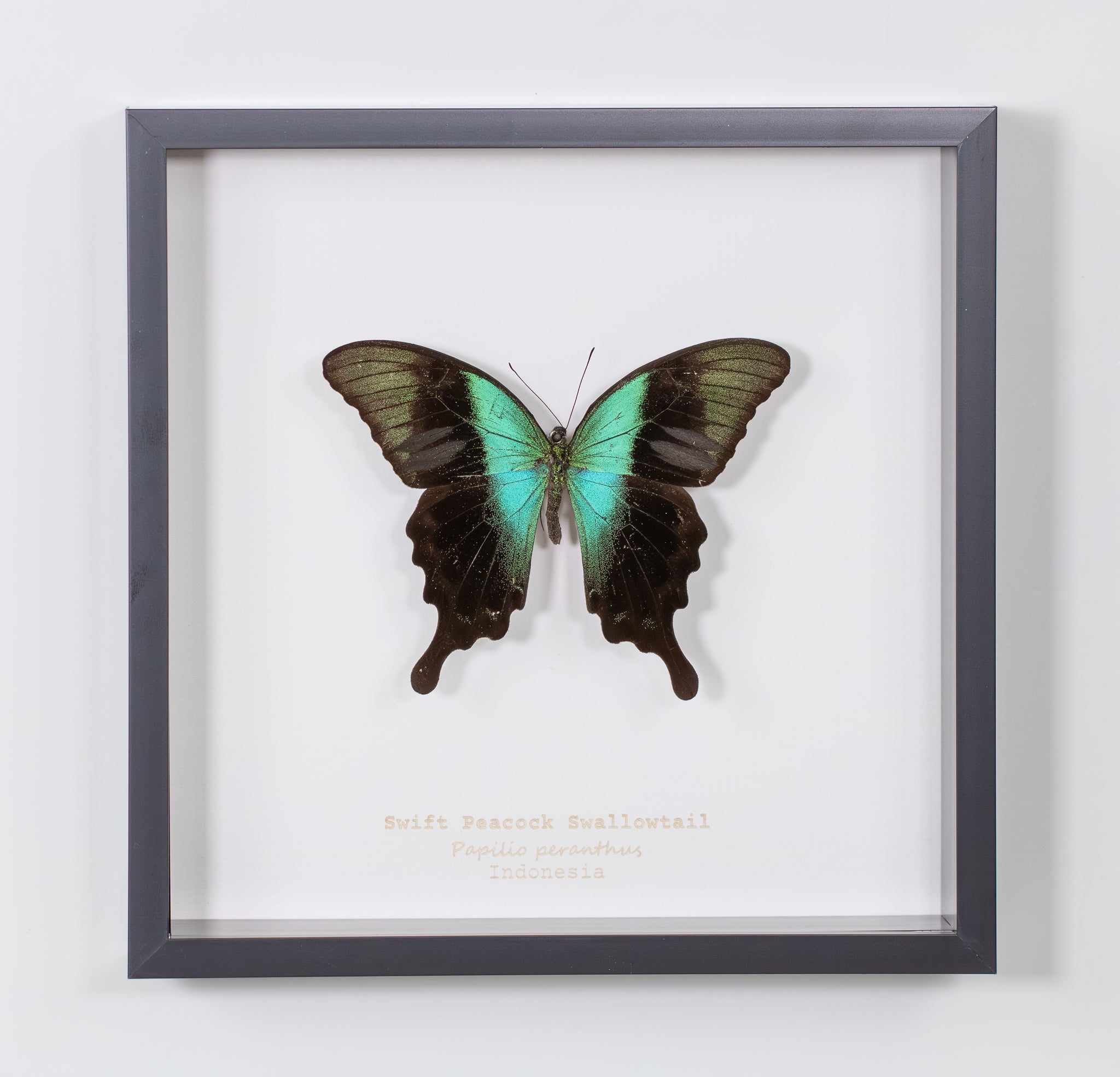 Swift Peacock Swallowtail