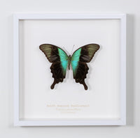 Swift Peacock Swallowtail