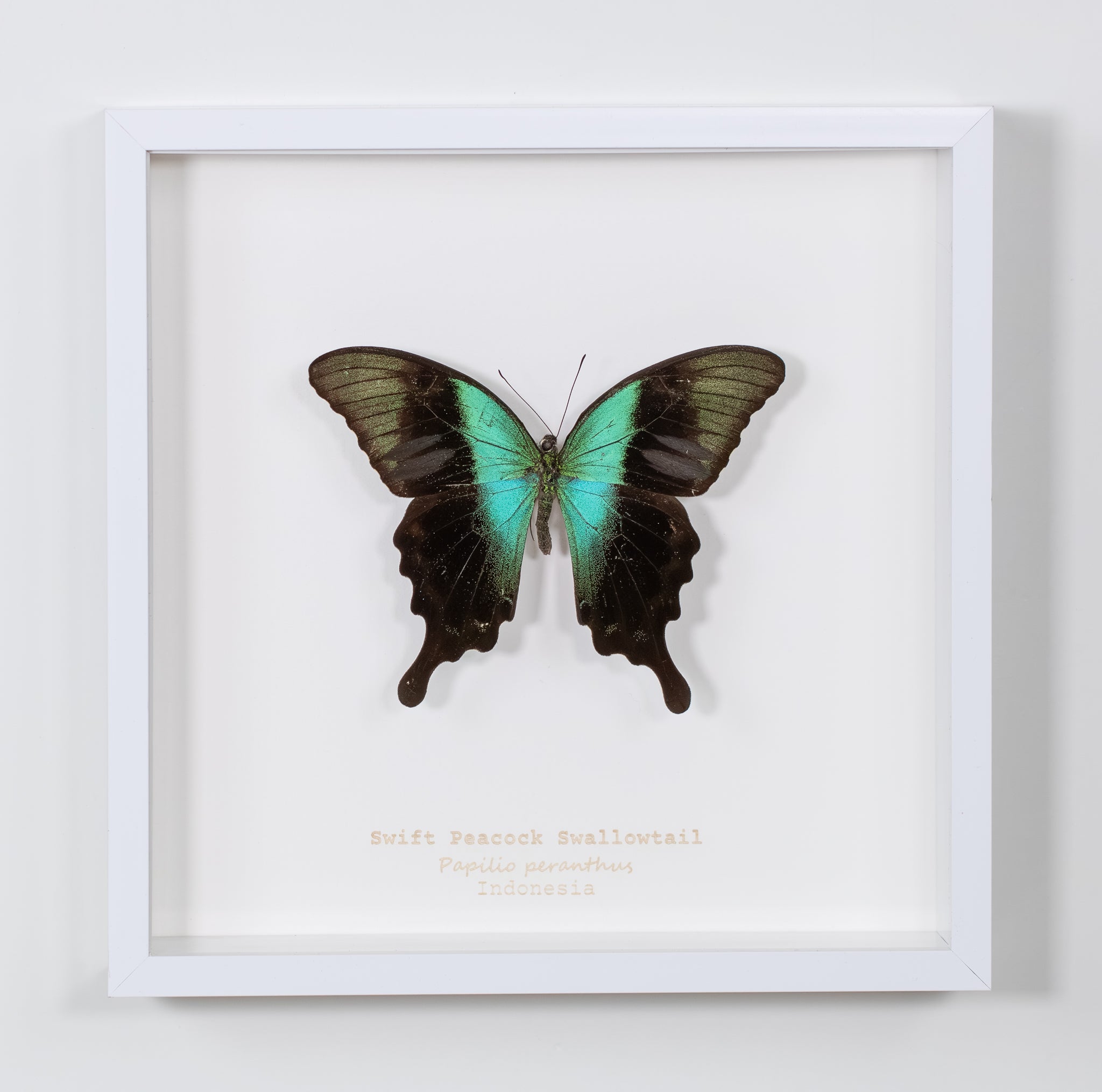 Swift Peacock Swallowtail