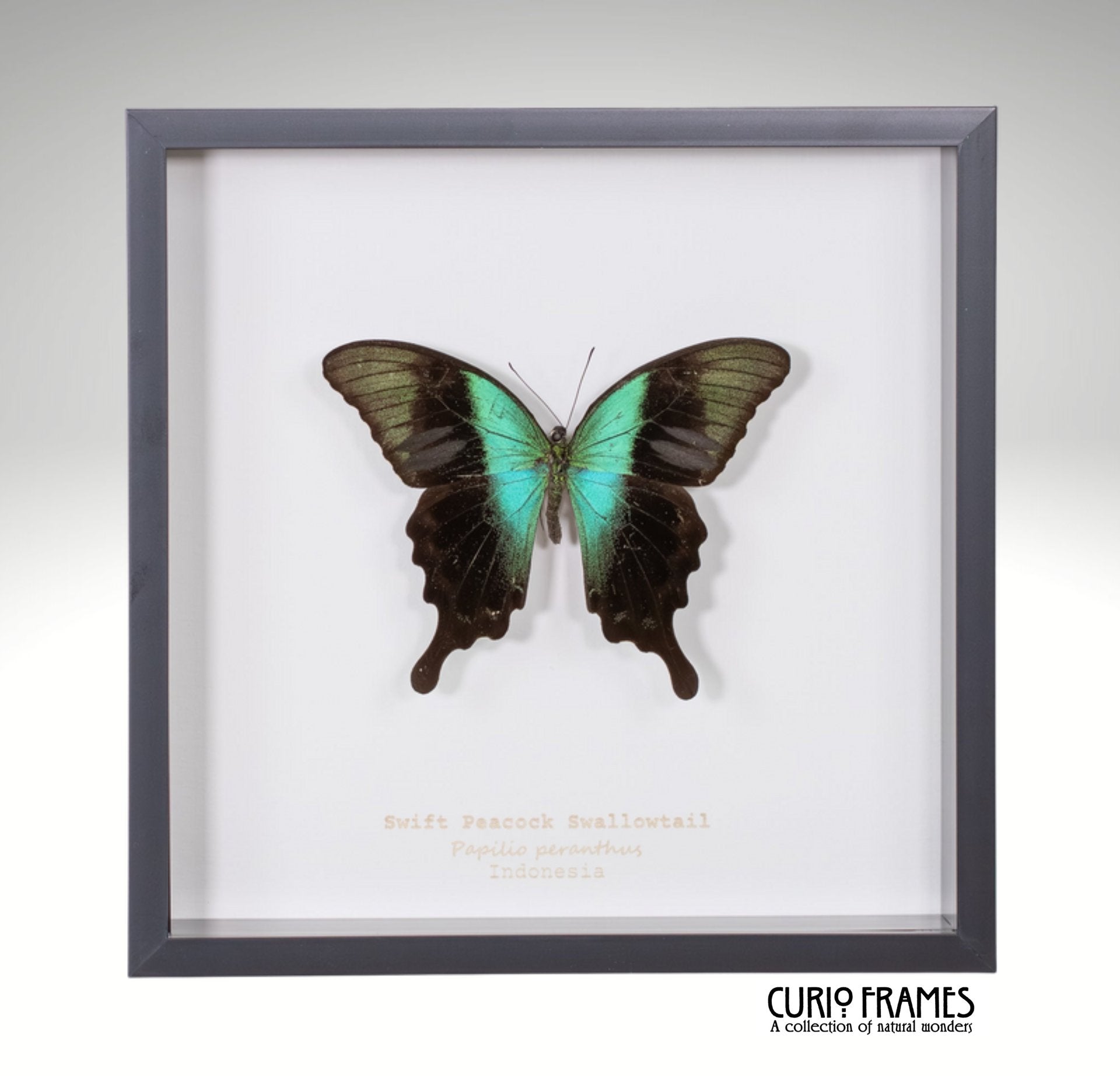 Swift Peacock Swallowtail
