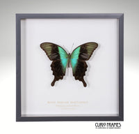 Swift Peacock Swallowtail