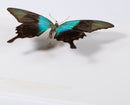 Swift Peacock Swallowtail