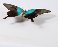 Swift Peacock Swallowtail