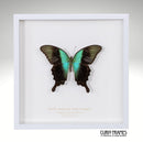 Swift Peacock Swallowtail