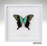 Swift Peacock Swallowtail