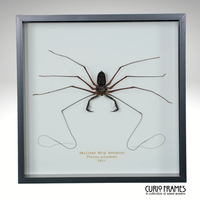 Tailless Whip Scorpion
