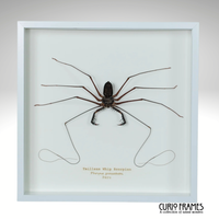 Tailless Whip Scorpion