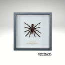 Tarantula