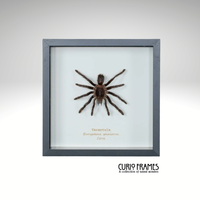 Tarantula
