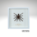 Tarantula