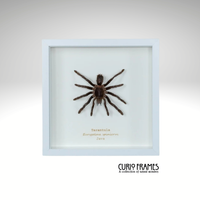 Tarantula