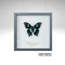Teardrop Swallowtail