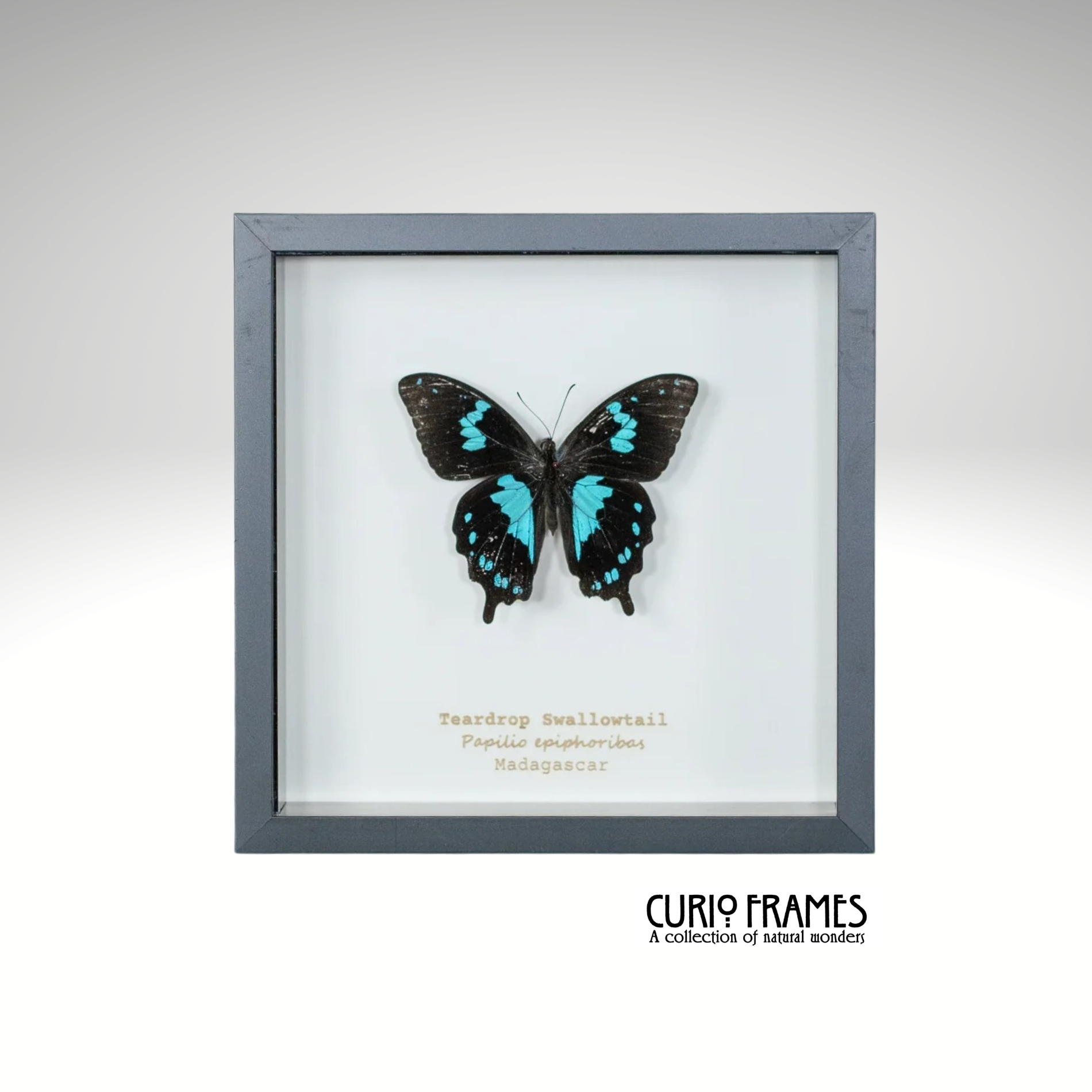 Teardrop Swallowtail