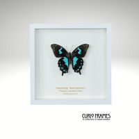 Teardrop Swallowtail