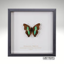 Turquoise Emperor