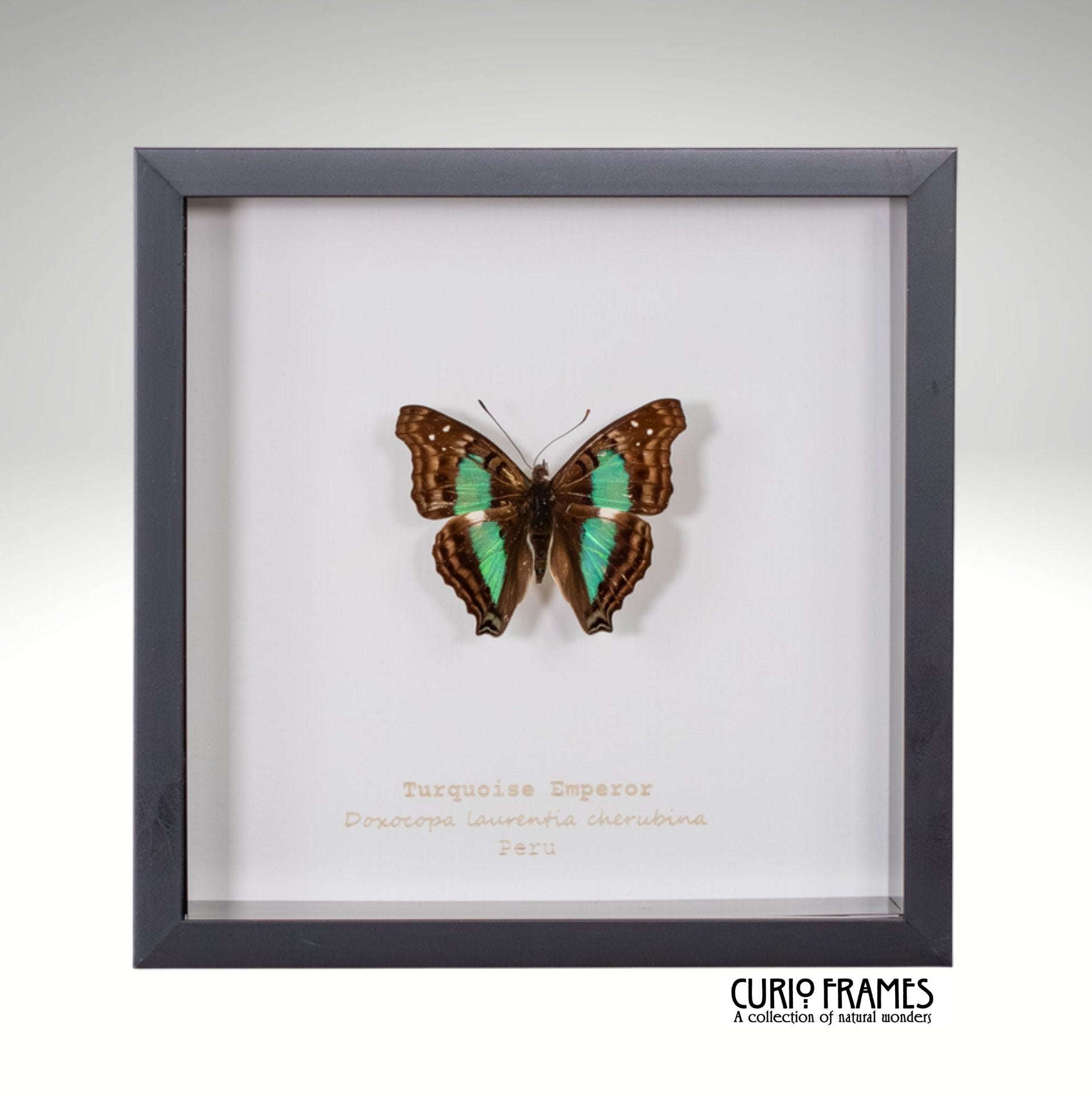 Turquoise Emperor