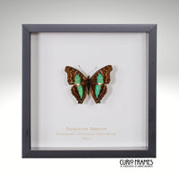 Turquoise Emperor