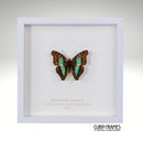 Turquoise Emperor