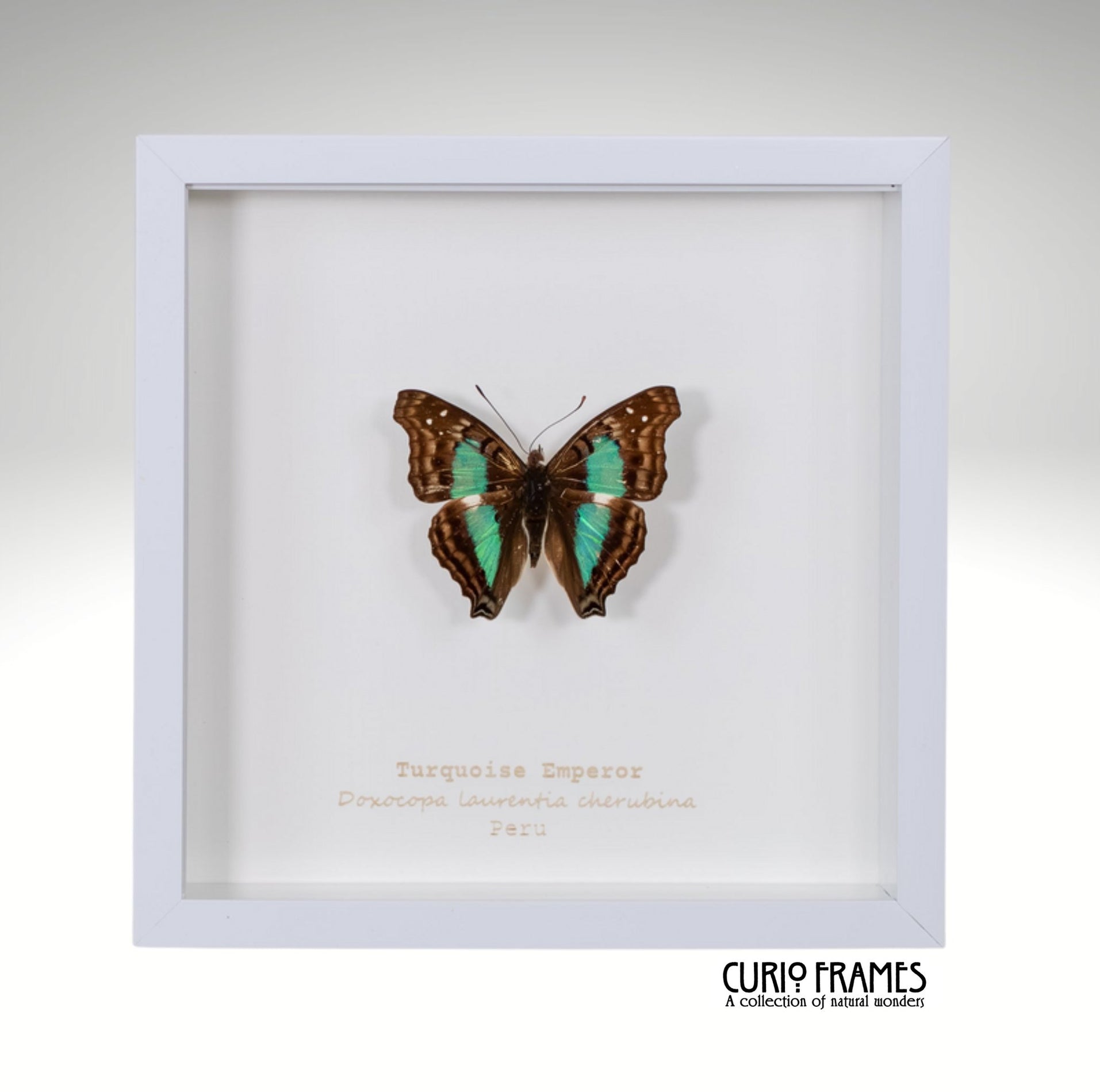 Turquoise Emperor