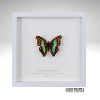 Turquoise Emperor