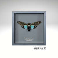 Turquoise Cicada