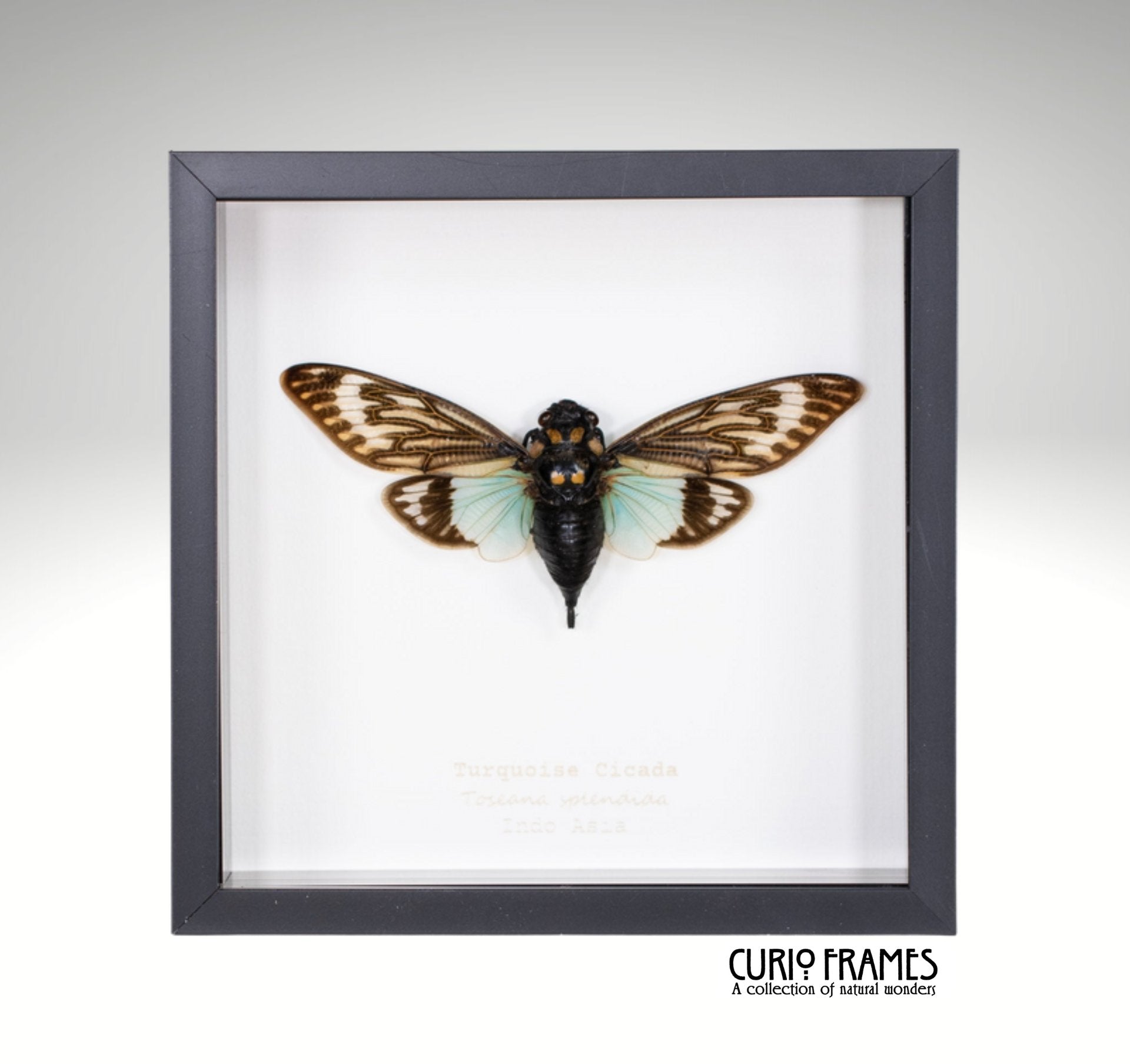 Turquoise Cicada