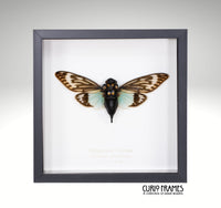 Turquoise Cicada