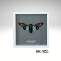 Turquoise Cicada
