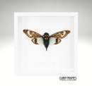 Turquoise Cicada