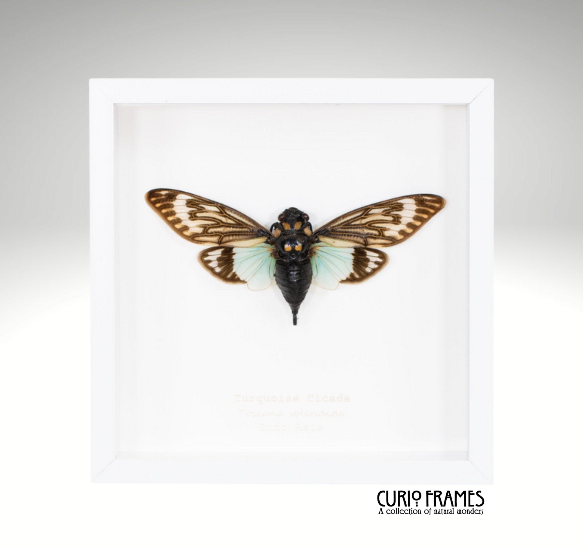 Turquoise Cicada