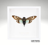 Turquoise Cicada