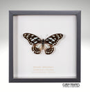 Veined Swordtail