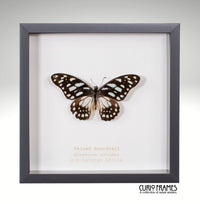 Veined Swordtail