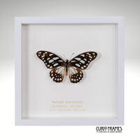 Veined Swordtail
