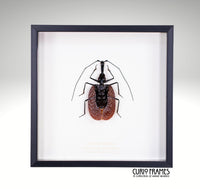 Violin Beetle