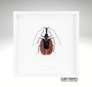 Violin Beetle