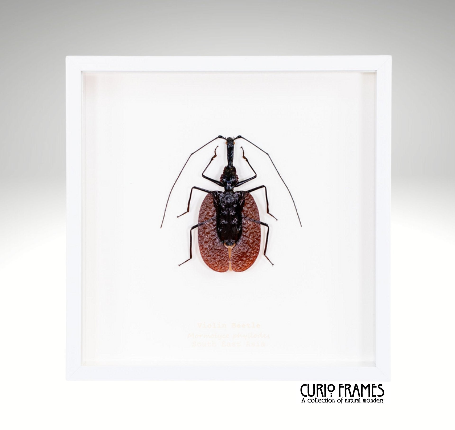Violin Beetle