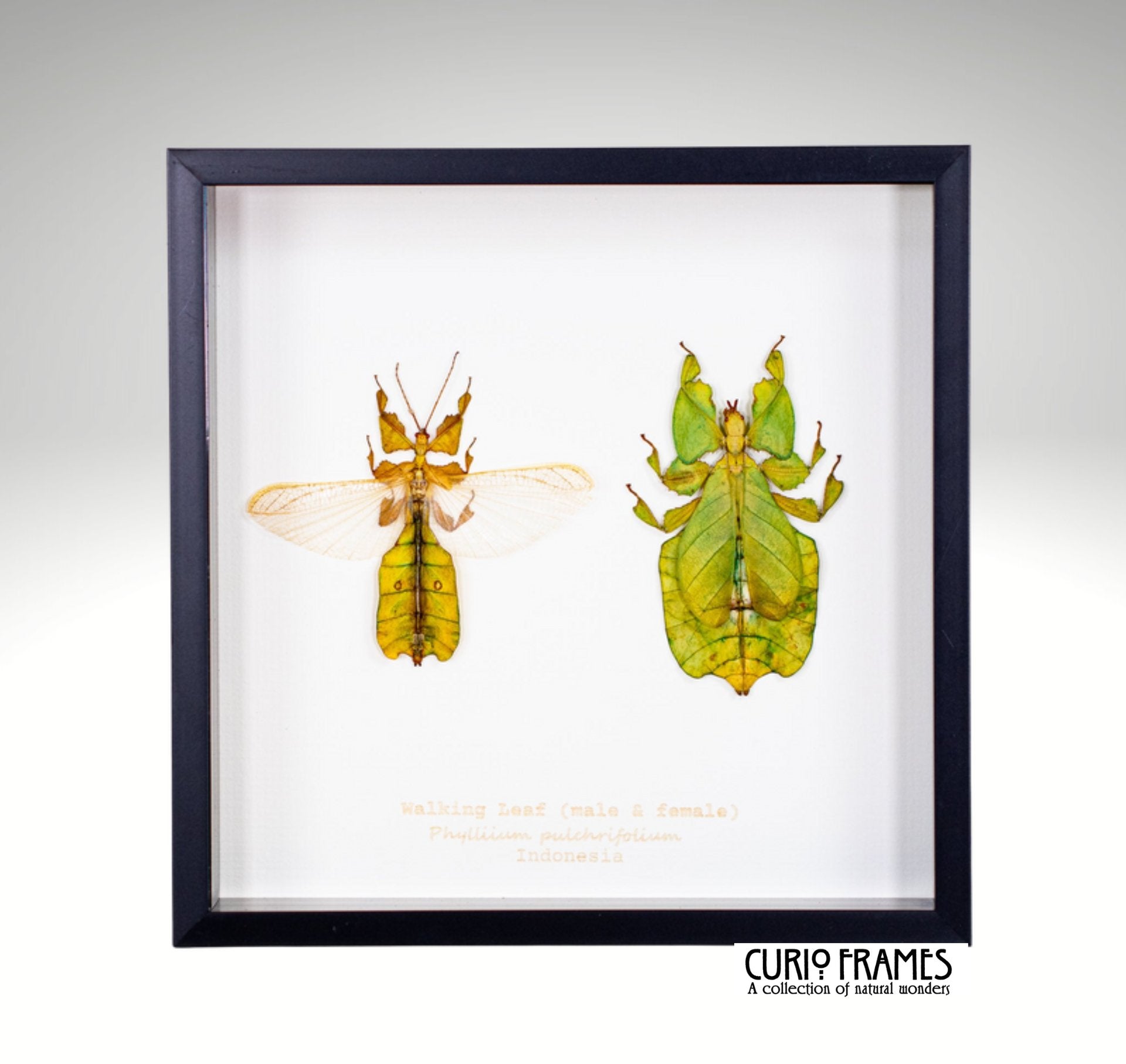 Walking Leaf (pair)