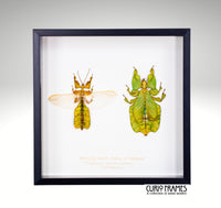 Walking Leaf (pair)