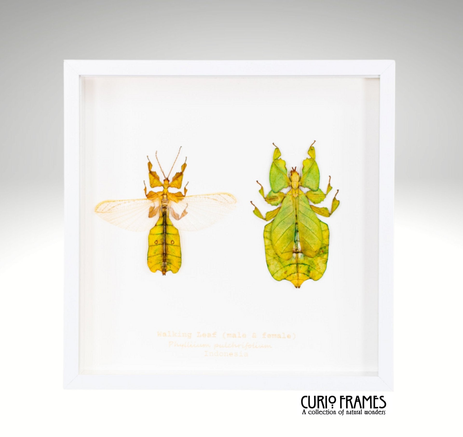 Walking Leaf (pair)