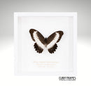 White Chain Swallowtail