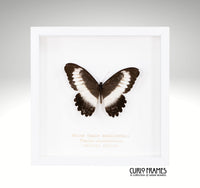 White Chain Swallowtail