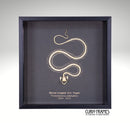 White Lipped Pit Viper Skeleton (8)